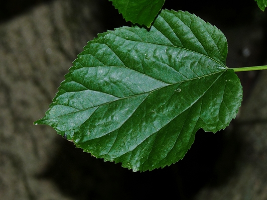 {Morus alba}